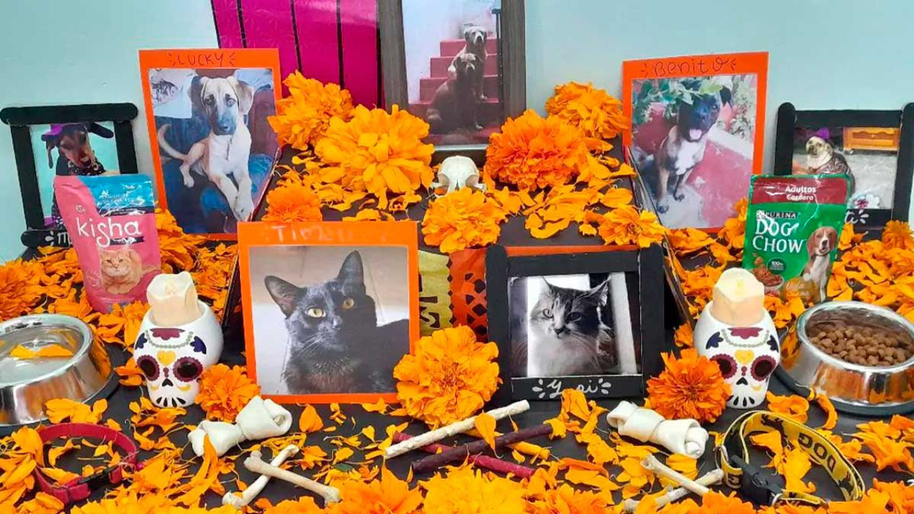 Día de Muertos Cuándo se pone ofrenda para las mascotas